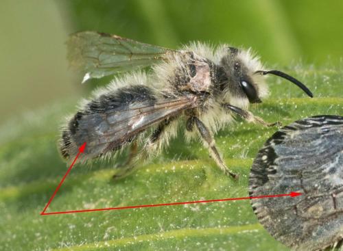 Réf. 251 798 : Andrena sp.