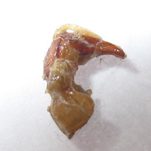 Temnorhynchus flavipennis