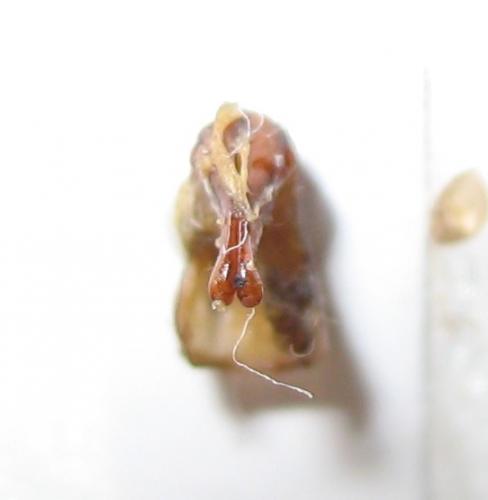 Temnorhynchus flavipennis