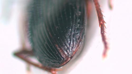Réf. 251 880 : Pterostichus vernalis