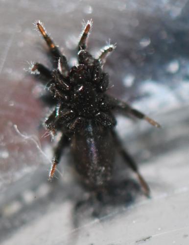 Zelotinae