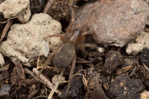 Réf. 251 593 : Haplodrassus sp.