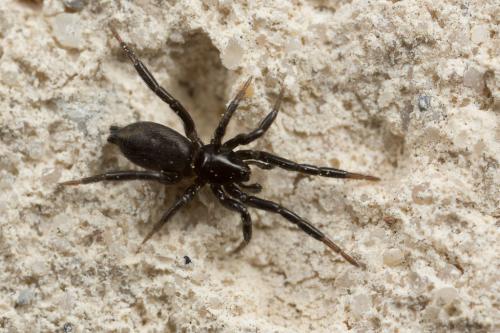 Zelotinae