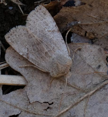 Réf. 251 379 : Conistra rubiginosa