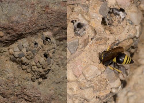 Réf. 251 541 : Eumeninae inconnu