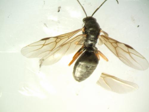 Formica sp.