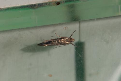 Metalampra sp.