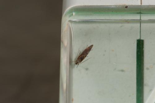 Metalampra sp.