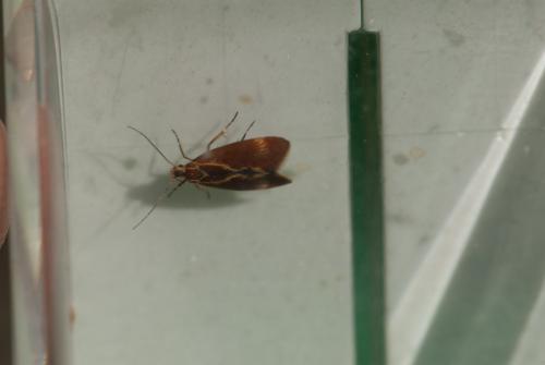 Metalampra sp.