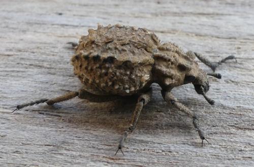 Brachycerus muricatus
