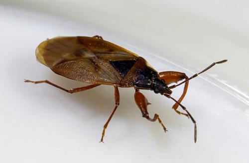 Gastrodes abietum