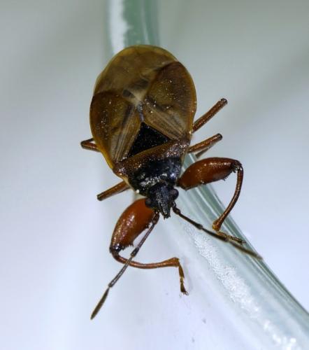 Gastrodes abietum