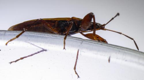 Gastrodes abietum