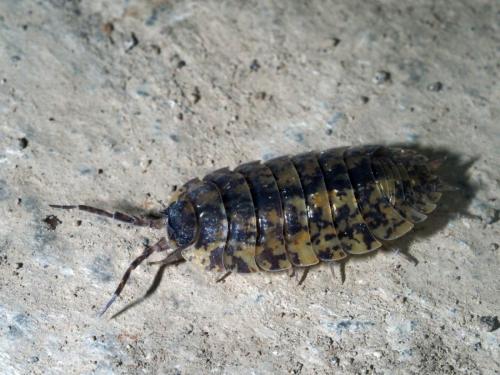 Porcellio sp.
