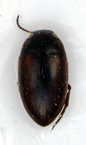 Réf. 251 886 : Graptodytes granularis