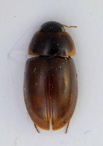 Enochrus halophilus