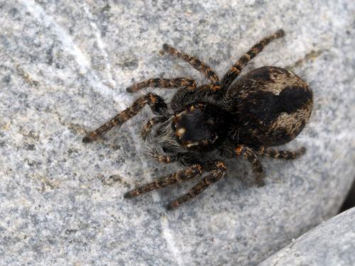 Philaeus chrysops