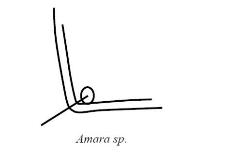 Amara sp.