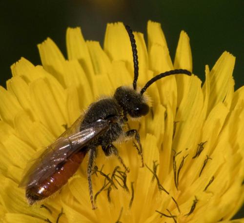 Réf. 251 682 : Sphecodes sp.