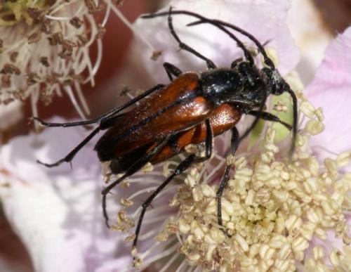 Réf. 251 353 : Stenurella bifasciata
