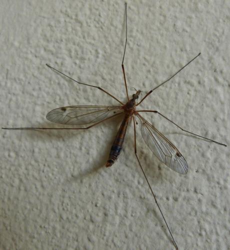 Tipula sp.