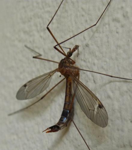 Réf. 251 362 : Tipula sp.