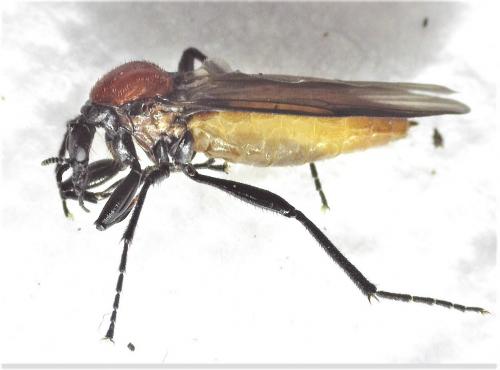 Bibio anglicus
