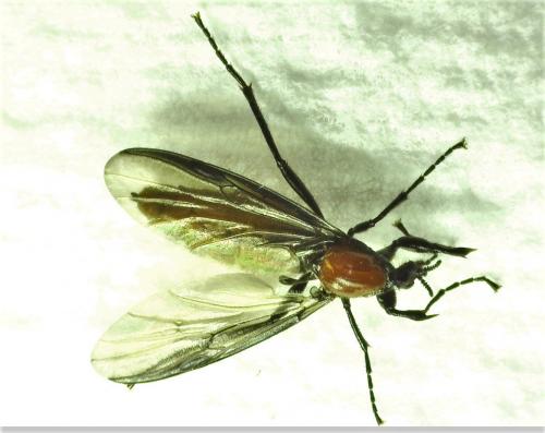 Réf. 251 082 : Bibio anglicus