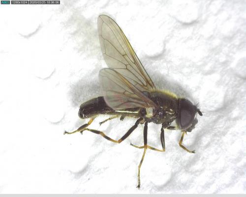 Cheilosia sp.