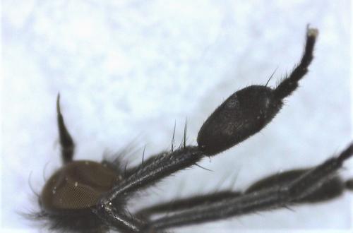 Hilara sp.