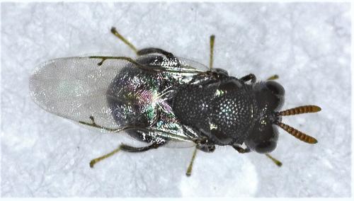 Réf. 251 829 : Perilampus ruficornis