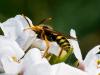 251471 – Photo : Danièle Tixier-Inrep – France (30)
