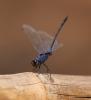 251852 – Photo : Akaren Goudiaby – Sénégal