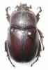 251385 – Photo : BAUER – Gabon