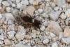 251467 – Photo : Ręmy Lepron – France (55)