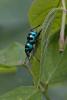 251658 – Photo : D. Martinez – Philippines