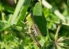 251430 – Photo : Kilien de Chateauvieux – France (47)
