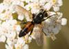 251739 – Photo : Vincent Herledan – France (95)