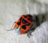 251488 – Photo : Franck Buron – France (01)
