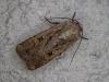 251113 – Photo : Yannick Mourgues – France (05)