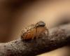251437 – Photo : Raphaël Grellety – France (83)