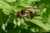 Nomada sp.