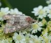 251371 – Photo : Roland Seitre – France (07)