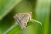 251688 – Photo : Roland Seitre – France (65)