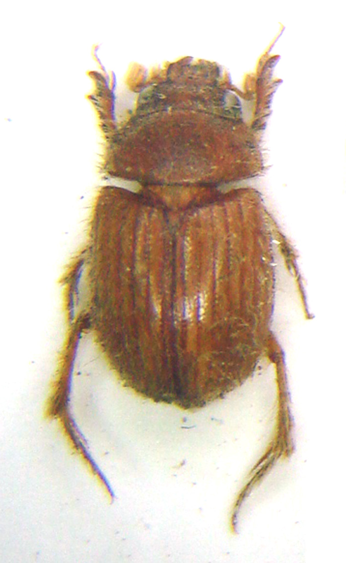 Le Rustique - Mimochodaeus sp. - réf. 251399 (697 x 1134 pixels, 192 ko)