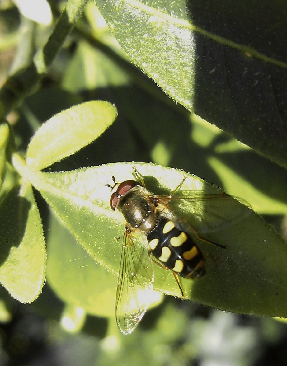 Richard Goldstein - Eupeodes (Eupeodes) luniger - réf. 251075 (922 x 1176 pixels, 172 ko)
