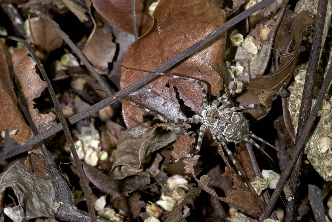 D. Martinez - Hersilia sp. - réf. 251659 (1100 x 734 pixels, 206 ko)