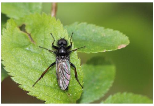 Bibio varipes