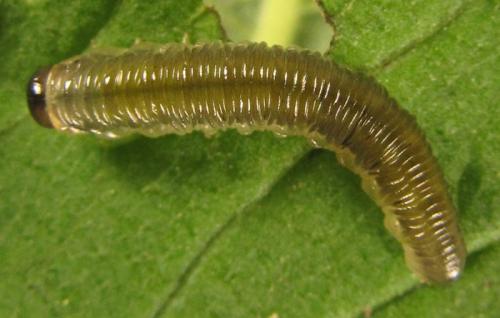 Réf. 252 417 : Empria basalis