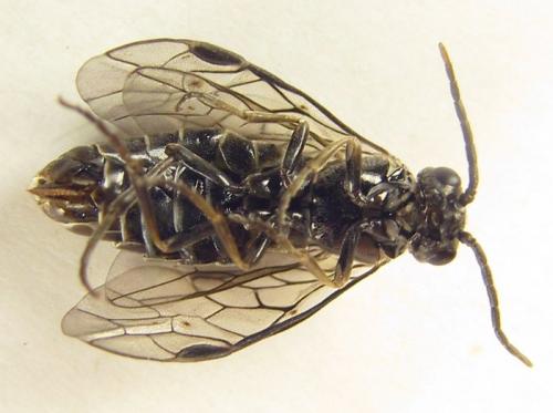 Réf. 252 419 : Empria basalis